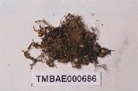 藏品(尖葉牛舌苔)的圖片